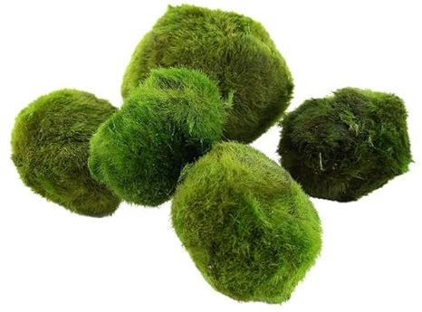 Marimo Moss Balls Live Plants for Aquariums Betta Fish Aquatic Easy Starter Plants (5, Nano Moss Ball)