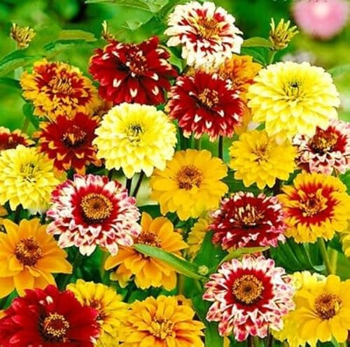 Zinnia tapis persan mélangé Zinnia Haageana à fleurs doubles pour graines dans jardin cour Patio