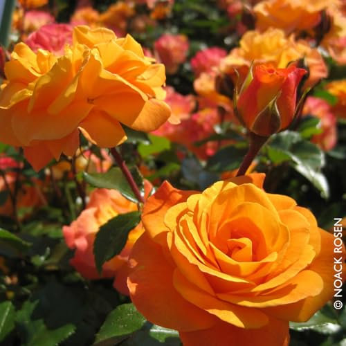 Beetrose „Westzeit®“ - apricotfarben blühende ADR-Topfrose im 5 L Topf - frisch aus der Gärtnerei - Pflanzen-Kölle Gartenrose