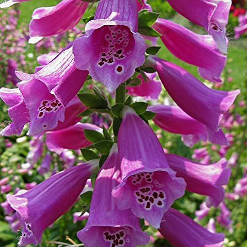 Common Foxglove Digitalis 'Purpurea ' x 6 Plug Plants