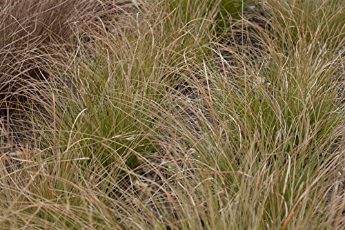 Carex testacea 9x9 cm Topf – Winterhart, Mehrjährig, Pflegeleicht – Fuchsrote Segge – Ziergras für Beet & Kübel