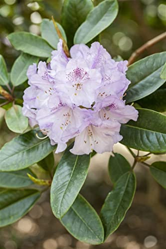 Rhododendron Hybride 'Susan' 40-50 cm – Winterhart, Mehrjährig, Pflegeleicht – Rhododendron – Zierstrauch für Garten & Kübel
