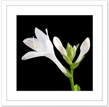 Artery8 DeSousa Hosta Plantaginea Plantain Lily Flower Photo 9X9 Inch Square Wooden Framed Wall Art Print Picture with Mount