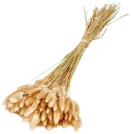 Ramillete Seco de Lagurus Natural para Decoración Atemporal