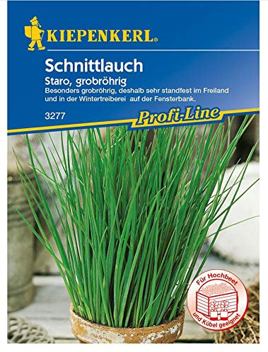 Schnittlauch Staro, besonders grobröhrig somit gute Eigenschaften im Freiland und für die Wintertreiberei (Fensterbank)