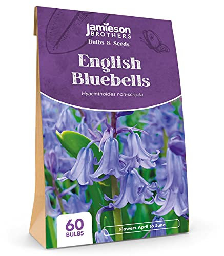 English Bluebell Bulbs 60 Bulb Pack, Quality True English Bluebells – Plant in Gardens, Borders & Flowerbeds – Flower Bulbs by Jamieson Brothers…
