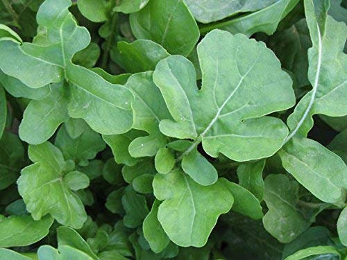 Germinazione I Semi: 500 - Semi: Rucola/Roquette - un'insalata Verde Mediterranea Foglia -Mmmmmm.Spedizione gratuita!!