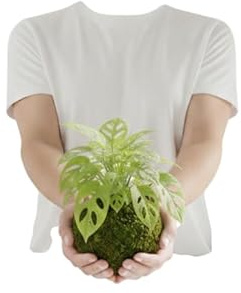 DECOALIVE Kokedama Artesanal Planta Queso Suizo Monstera Adansonii Interior