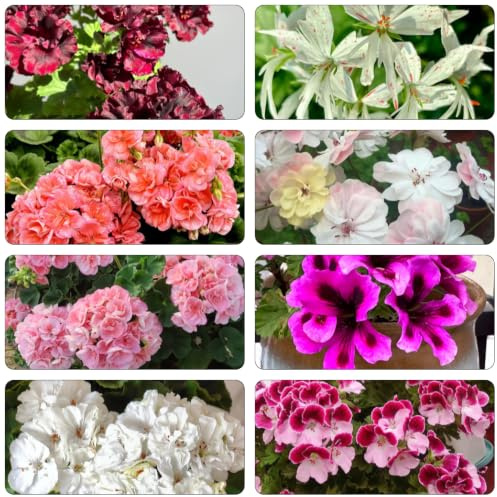semi di geranio, biologici esterno serre balcone giardino 250pcs