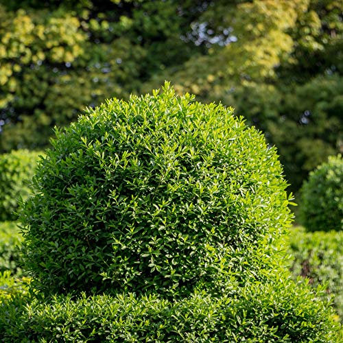 Ligustrum vulgare Hedge Potted Plants Wild Privet Hardy Shrub Flowering Garden Plants Easy to Grow Your Own 5 x 2 Litre Pots by Thompson and Morgan