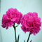 100 semillas de flores de clavel rosa