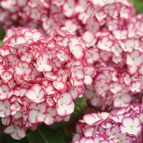 semillas hortensia jardín del balcón de interior de primavera jardín silvestres balcón prado silvestres, siembra otoño, perenne trepadoras 20pcs