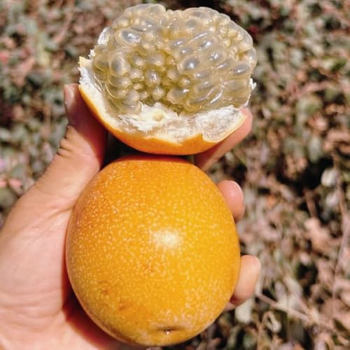 semillas de maracuyá Decoración de granadilla frescas, decoración de jardín para exteriores, 75pcs