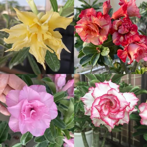 semillas de rosa del desierto resistentes semillas de pradera silvestres perennes pradera decorativas 6pcs