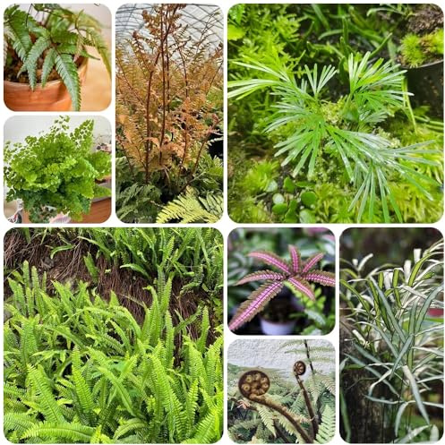 Farn, kräutergarten geschenk grünpflanzen seltene balkongewächshäuser nachhaltige produkte alte sorten balkonpflanzen blumensamen immergrüne 160Samen