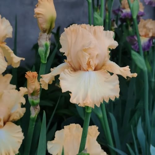 bulbi di iris del soggiorno balcone giardino interno rialzato 9pcs