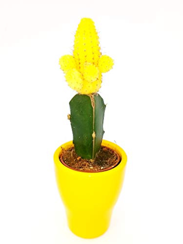POWERS TO FLOWERS - GYMNOCACTUS YELLOW IN VASO CERAMICA GIALLO, pianta vera