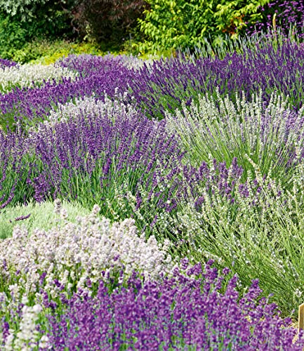 BALDUR Garten 6er Lavendel-Mix 'Weiß & Blau', Pflanzen im 9x9 cm-Topf | blau-weißes Blütenmeer, duftende Blüten, pflegeleicht, trockenheitsresistent, winterhart & mehrjährig, lange blühend