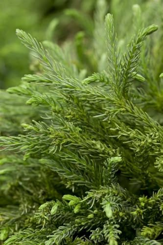 Japanische Sicheltanne Cryptomeria japonica Dinger 15-20 cm winterhart | Kompakter Wuchs, ideal für Kübel und Steingarten, ganzjährig grün, robust im Winter, geringer Pflegeaufwand