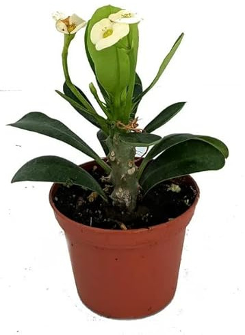 DECOALIVE Euphorbia Milii Blanca Cactus Natural Planta Corona de Cristo
