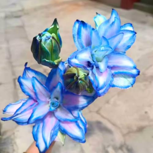Giglio doppio profumato di alta qualità, bulbo resistente, perenne, profumato per il giardino e la decorazione d'interni-4 Bulbos-D