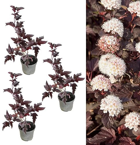 3 x Physocarpus 'Lady in Red' in a 9cm Pots - Fast Growing Shrub - Rich Red Foliage
