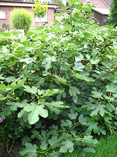 winterharte eßbare Feige, Ficus carica Brown Turkey 40-60 cm hoch im 5 Liter Pflanzcontainer