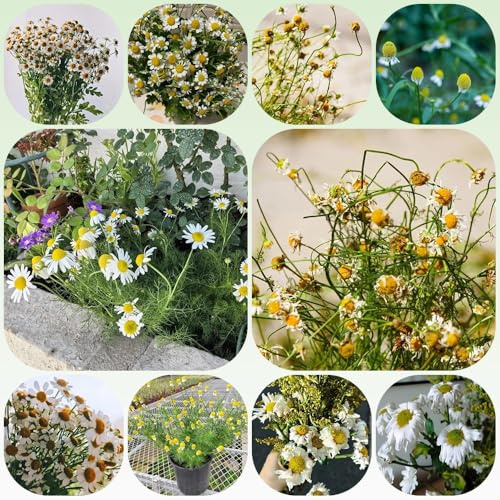 semi di Kamille romana, da balcone Chamaemelum nobile, semi di farfalle autunnali resistenti 300pcs