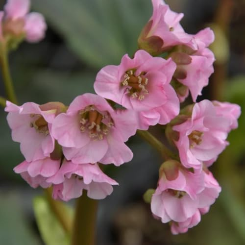 semi di Bergenia, balcone resistenti giardino 420pcs