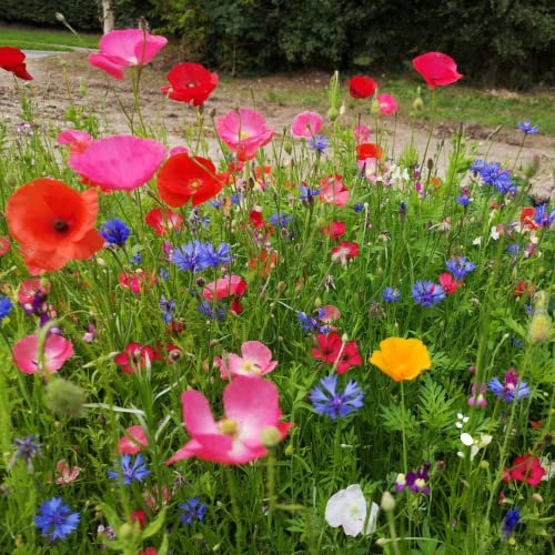 Annual ETNA -100% Wild Flower Seeds - Poppys & Cosmos for High Colour Flowers - Garden Lawncare Guy (10m²)