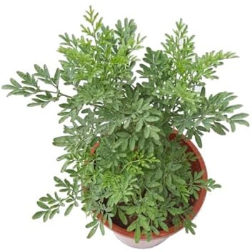 Ruta Graveolens Planta Viva Hierba Aromática Natural con Muchas Propiedades Ruda o Rue