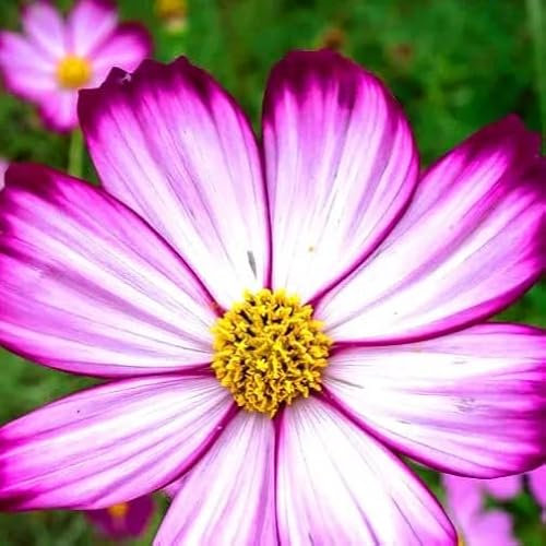 Cosmos Candy Stripe 120 seeds + Freebie + Plant tag Cosmos Bipinnatus