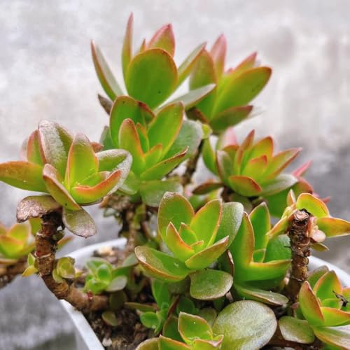 semillas de sedum cobertura del suelo - interior para balcón o invernadero de variedades antiguas, jardín de rocas de perennes 220pcs