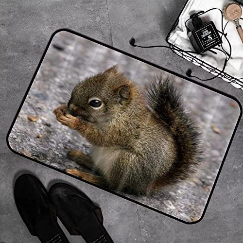 Memory Foam Badezimmer- 40 x 60 cm,Tiere Schöne Eichhörnchen Essen Tannenzapfen,Badteppich Saugfähige Rutschfester Badvorleger Waschbar Badematte