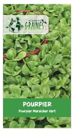 200 graines de pourpier vert - purslane - Portulaca oleracea - Pourpier maraîcher - légume vert - herbe artomatique