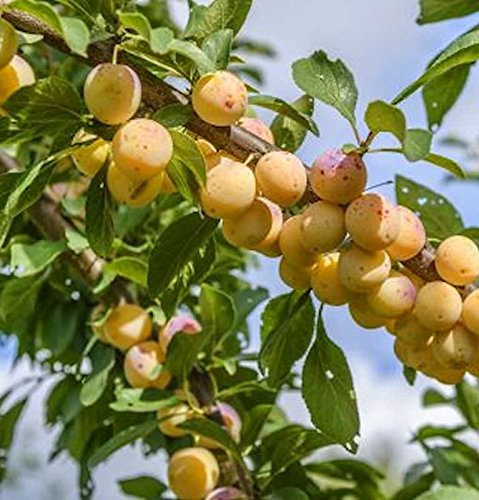 Mirabelle von Nancy 60-80cm - Prunus syriaca - lebende Gartenpflanze aus den Baumschulen
