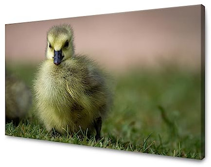 GP TONER Wanddekoration Kunstdruck modern Wandbilder Leinwanddruck Tiere Ente 100x60 cm