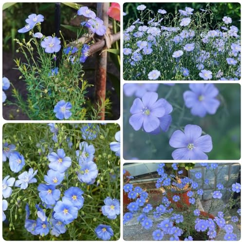 Semi di lino blu, Linum perenne, regali per gli amanti del giardino da balcone semi di rare perenni 350pcs
