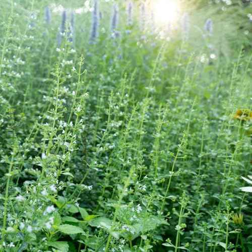 katzenminze herbstblumen winterhart wildblumensamen gartenkräuter kräutergarten gartenpflanzen büropflanzen zimmerpflanze pflanzensamen kräutersamen bonsai grünpflanzen bodendecker 250samen