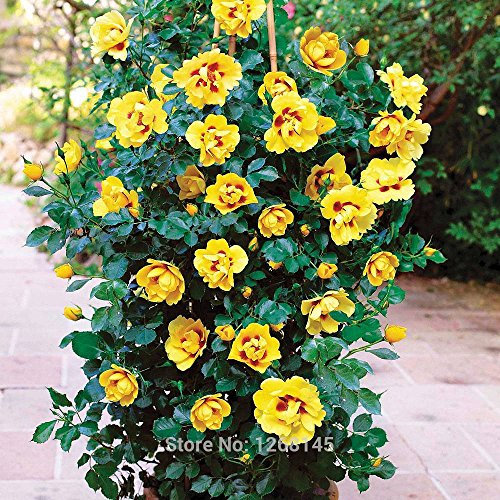 100 pcs/lot jaune maison bonsaï graines Rose Arbuste jardin Livraison gratuite R06