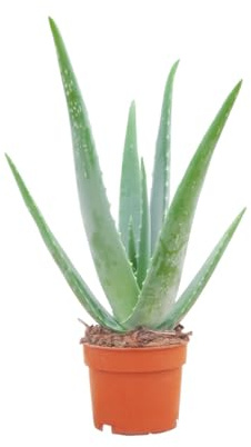 PLNTS - Vera Aloë - Zimmerpflanzen, Pflanzen Echt, Nachhaltige Verpackung - 12cm Topf - Höhe 30cm - Direkt von der Gärtnerei