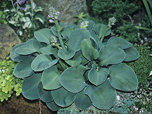Seed Package: Hosta 'Blue Mouse Ears' Agm, Large 9 cm Square Pot, Rich Lily Perennial : Seeds Only