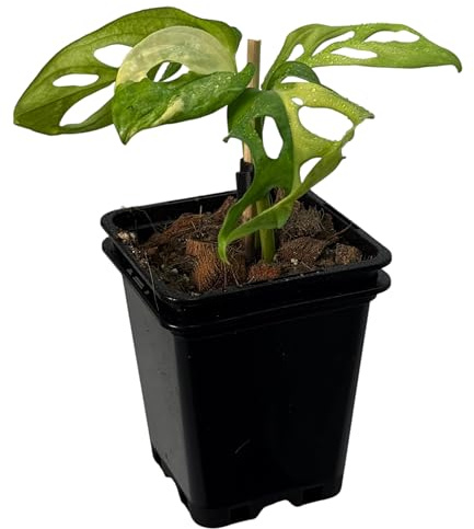 Monstera adansonii aurea variegata – seltene Zimmerpflanze mit Panaschierung, Kletterpflanze für Moosstab und Rankstab, exklusive Indoor Jungle Sammlerpflanze für Wohnräume