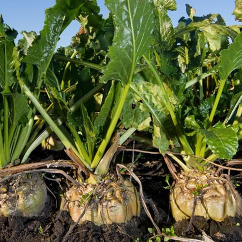 Semillas de remolacha azucarera, Beta vulgaris, jardín balcón semillas de antiguas variedades 50pcs