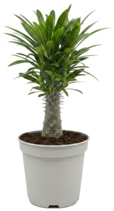 Cactus de Madagascar Pachypodium Lamerei en Maceta 10 cm DECOALIVE, Altura 20 cm, Planta Natural para Cocina o Despacho