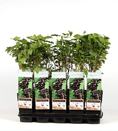 Schwarze Johannisbeere - Ribes nigrum - Ben Nevis 60-70 cm - großfrüchtig, robust