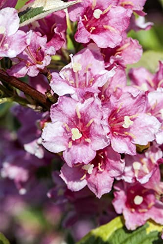 Weigela florida 'Nana Variegata' 100–125 cm – Winterhart, Mehrjährig, Pflegeleicht – Weigelie – Heckenpflanze für Garten & Beet