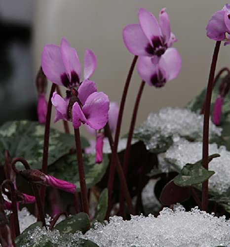 Herbst Alpenveilchen Rosenteppich - Cyclamen hederifolium - lebende Gartenpflanze aus den Baumschulen
