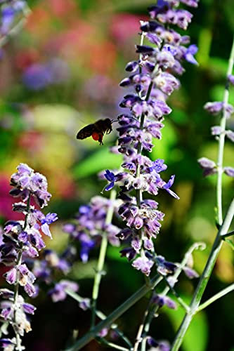 Blauraute Blue Spire 40-60cm - Perovskia atriplicifolia