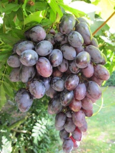Vitis vinifera Lagrein, bläulich-rote fruchtige Trauben, Züchtung aus Südtirol